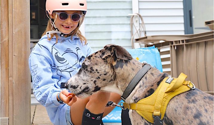 QUATRE PATTES - Zoomalia et Sandaya bichonnent vos vacances… et votre chien !